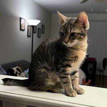 Rescue Domestic Short Hair Cats for Adoption in Harrisonburg, Virginia - Mabel | PetCurious