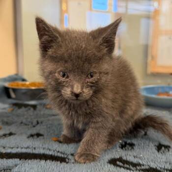 Molasses -  Domestic Short Hair Cat for Adoption in Rifle, Colorado - Molasses | PetCurious