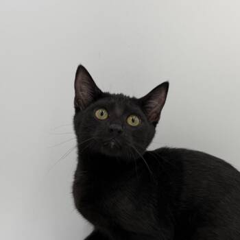 Blueberry Muffin -  Domestic Short Hair Cat for Adoption in State College, Pennsylvania - Blueberry Muffin | PetCurious