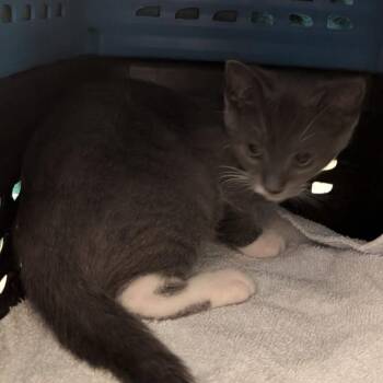 Stewart -  Domestic Short Hair Cat for Adoption in Fairport, New York - Stewart | PetCurious
