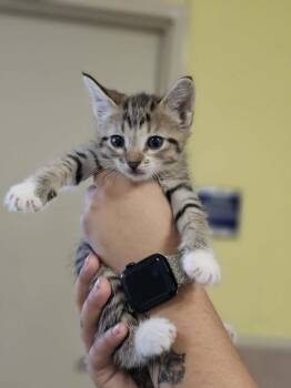 Firefly -  Domestic Short Hair Cat Available for Adoption in Rockwall, Texas - Firefly | PetCurious