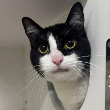 Junior -  Domestic Short Hair Cat for Adoption in Dearborn, Michigan - Junior | PetCurious