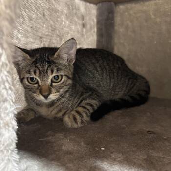 Rescue American Shorthair Cats for Adoption in Hartford, Alabama - Loki | PetCurious