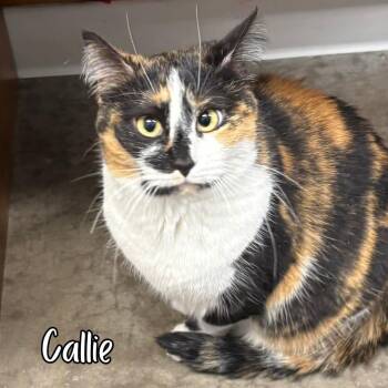 Domestic Short Hair Cats Available for Adoption in Janesville, Wisconsin - Called (bonded With Oreo)  | PetCurious