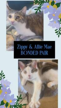 ZIPPY & ALLIE MAE(BONDED PAIR-BROTHER & SISTER) -  Domestic Short Hair Cat for Adoption in Oregon, Wisconsin - ZIPPY & ALLIE MAE(BONDED PAIR-BROTHER & SISTER) | PetCurious