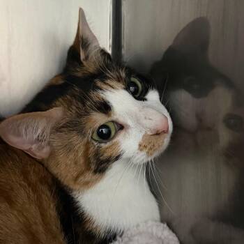 Magnolia -  American Shorthair Cat for Adoption in Troy, Virginia - Magnolia | PetCurious