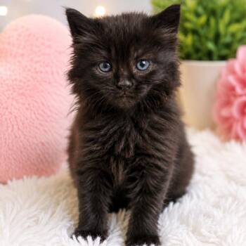 Maverick -  Domestic Long Hair Cat for Adoption in South Riding, Virginia - Maverick | PetCurious
