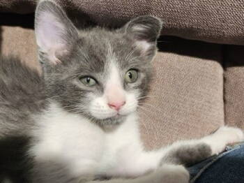 Rescue Domestic Short Hair Cats for Adoption in Los Angeles, California - Moe | PetCurious