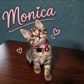 Monica -  Domestic Medium Hair Cat for Adoption in Oklahoma City, Oklahoma - Monica | PetCurious