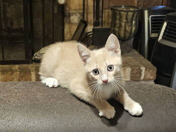 Rescue Domestic Short Hair Cats for Adoption in The Woodlands, Texas - Simba | PetCurious