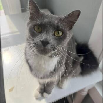 Maggie -  Domestic Short Hair Cat for Adoption in Winchendon, Massachusetts - Maggie | PetCurious