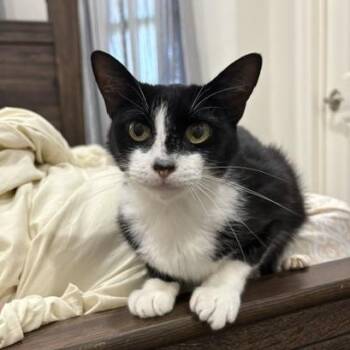 Pepe -  Domestic Short Hair Cat for Adoption in Springtown, Texas - Pepe | PetCurious