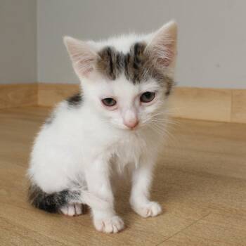 JD C69535 -  Domestic Short Hair Cat Available for Adoption in Minnetonka, Minnesota - JD C69535 | PetCurious