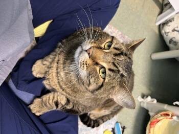 Rescue Domestic Short Hair Cats for Adoption in Kirkland, Washington - Wolverine (available From Foster) | PetCurious