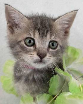 Hermione -  Domestic Short Hair and Tabby Cat for Adoption in Kennesaw, Georgia - Hermione | PetCurious