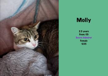 Molly -  Domestic Short Hair Cat for Adoption in Lafayette, Colorado - Molly | PetCurious