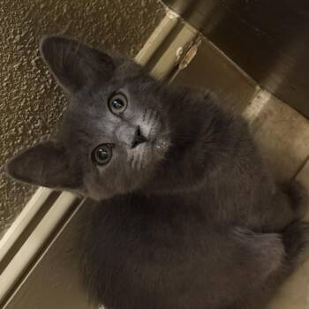 Bialy -  Russian Blue and Domestic Short Hair Cat for Adoption in Knoxville, Tennessee - Bialy | PetCurious