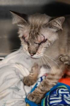 Wolf Spider -  Siamese Cat Available for Adoption in Elmwood, Louisiana - Wolf Spider | PetCurious