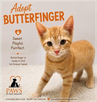Butterfinger -  Domestic Short Hair Cat for Adoption in Byrdstown, Tennessee - Butterfinger | PetCurious