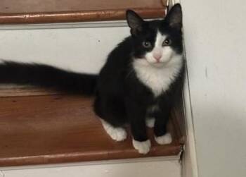 Zander -  Domestic Short Hair Cat for Adoption - Zander | PetCurious