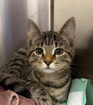Maddie -  Domestic Short Hair Cat for Adoption in Yankton, South Dakota - Maddie | PetCurious