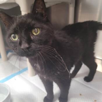 Eugene -  Domestic Short Hair Cat for Adoption in Kansas City, Kansas - Eugene | PetCurious