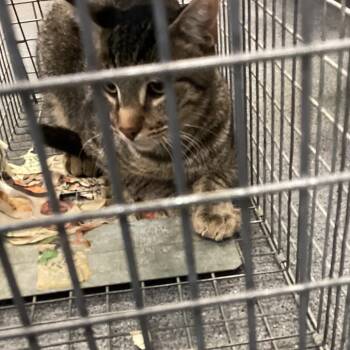 Montgomery kitty 120 -  Domestic Medium Hair Cat for Adoption in Montgomery, Alabama - Montgomery Kitty 120 | PetCurious