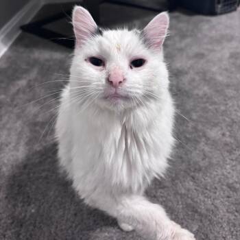 Victor -  Domestic Long Hair Cat for Adoption in Mentor, Ohio - Victor | PetCurious