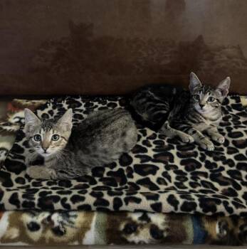 Diet Coke -  Tabby and Abyssinian Cat for Adoption in Austin, Texas - Diet Coke | PetCurious