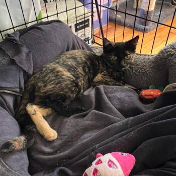 Alois -  Domestic Short Hair Cat for Adoption in Saint Paul, Minnesota - Alois | PetCurious