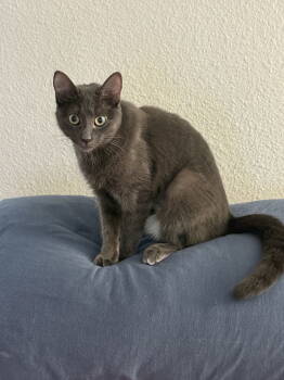 Rescue Domestic Short Hair Cats for Adoption in Holbrook, New York - MISTY | PetCurious