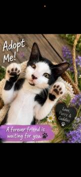 Chandler Ross -  Domestic Short Hair Cat for Adoption in Baton Rouge, Louisiana - Chandler Ross | PetCurious