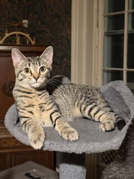 Rylee -  Domestic Short Hair Cat for Adoption in Martinsville, Indiana - Rylee | PetCurious