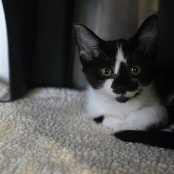 Charlie -  Domestic Short Hair Cat for Adoption in Spokane, Washington - Charlie | PetCurious