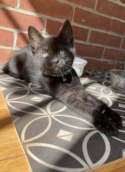 *Winston (bonded with Cole) -  Domestic Short Hair Cat for Adoption in Hudson, New Hampshire - *Winston (bonded With Cole) | PetCurious
