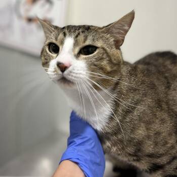Dexter -  Domestic Short Hair Cat for Adoption in Tampa, Florida - Dexter | PetCurious