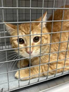KOBE -  Domestic Short Hair Cat for Adoption in Las Vegas, Nevada - KOBE | PetCurious