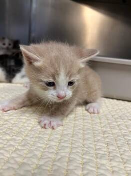Pathfinder -  Domestic Short Hair Cat for Adoption in Mineral, Virginia - Pathfinder | PetCurious