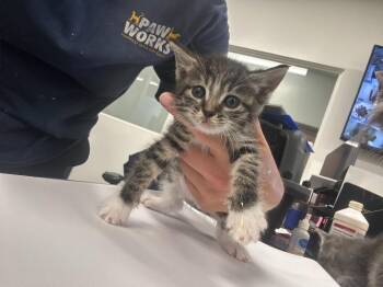 Lagoona -  Domestic Long Hair Cat for Adoption in Thousand Oaks, California - Lagoona | PetCurious