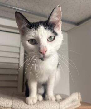Coconut -  Domestic Short Hair Cat for Adoption in Wilkesboro, North Carolina - Coconut | PetCurious