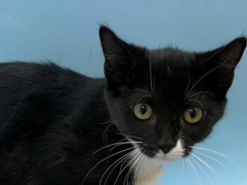 Myra -  Domestic Short Hair Cat for Adoption in Woodbury, Minnesota - Myra | PetCurious