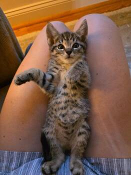 Hazel -  Domestic Short Hair Cat for Adoption in Skippack, Pennsylvania - Hazel | PetCurious