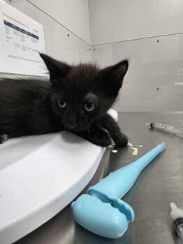 Fugees -  Domestic Short Hair Cat for Adoption in Sevierville, Tennessee - Fugees | PetCurious