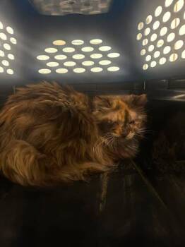 Callie -  Domestic Long Hair Cat for Adoption in Fruit Heights, Utah - Callie | PetCurious
