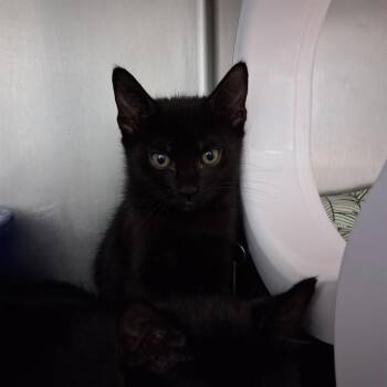VESPERA -  Domestic Short Hair Cat for Adoption in Fort Walton Beach, Florida - VESPERA | PetCurious