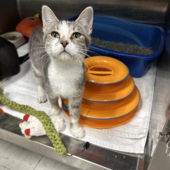 Rescue Domestic Short Hair Cats for Adoption in La Grange Park, Illinois - Penny | PetCurious