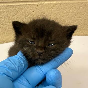 Baja Blast -  Domestic Short Hair Cat for Adoption in Troy, Virginia - Baja Blast | PetCurious