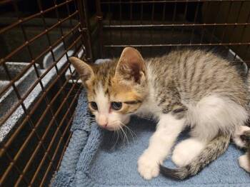 CRAIG -  Domestic Short Hair Cat for Adoption in Tustin, California - CRAIG | PetCurious