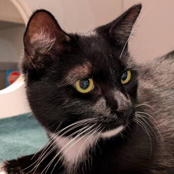 James Bond -  Domestic Short Hair Cat for Adoption in South Burlington, Vermont - James Bond | PetCurious