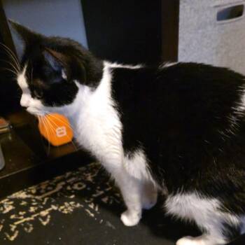 Domestic Short Hair Cats Available for Adoption in Grantsville, Utah - Luna Aka Cruella Deville | PetCurious